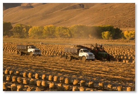 Onion Harvest Photo